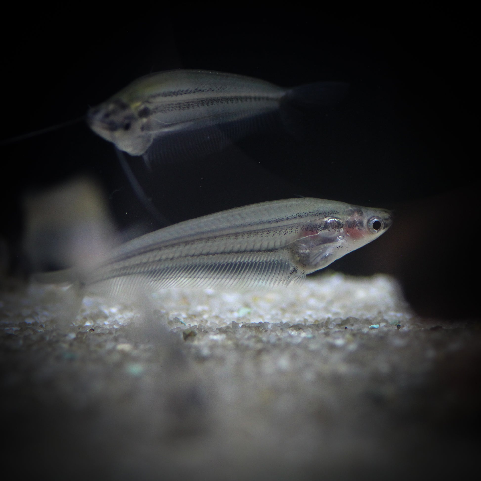 Sumatran Glass Catfish
