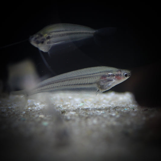 Sumatran Glass Catfish