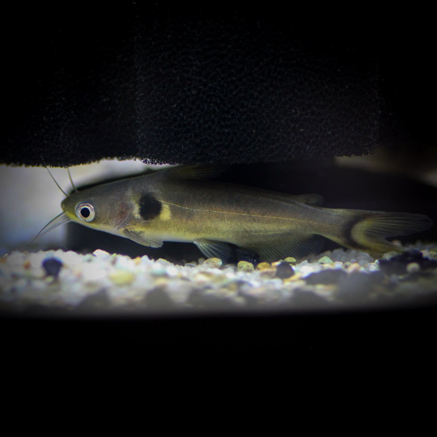 Sun Catfish