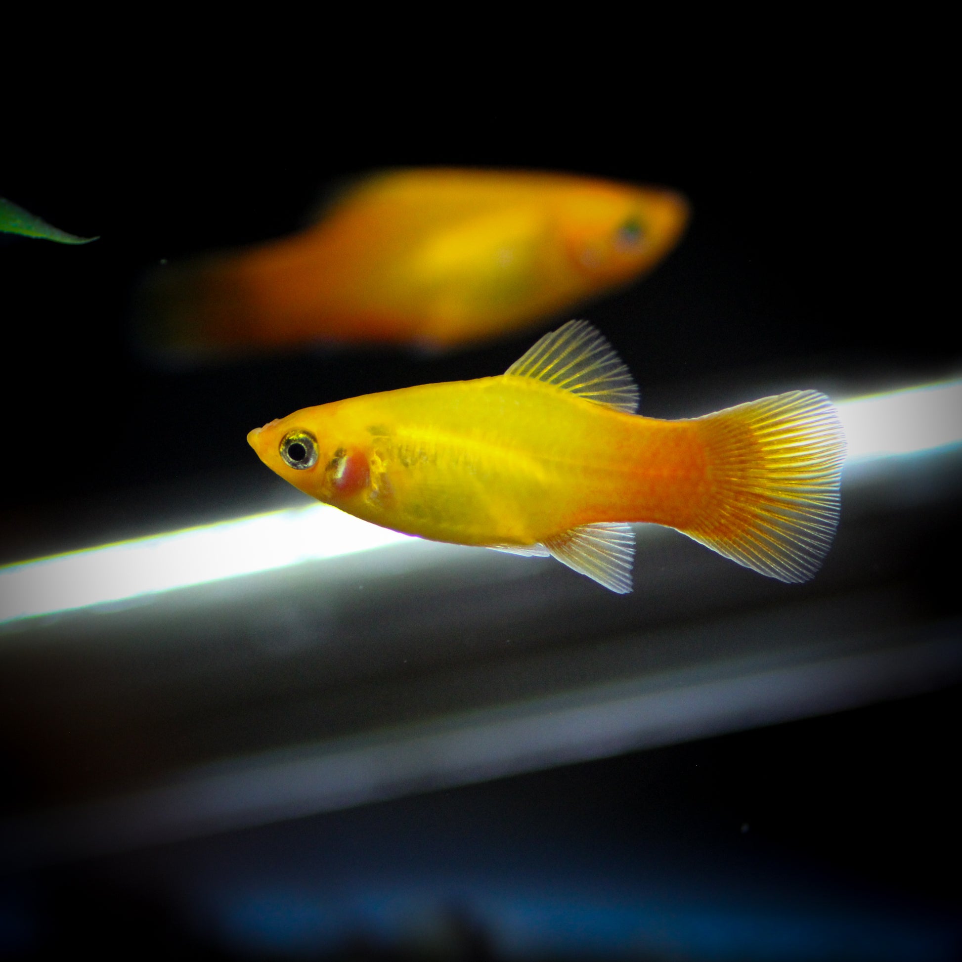 Sunburst Platy