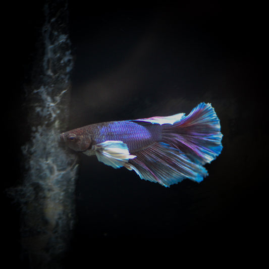 Super Dumbo Delta Betta
