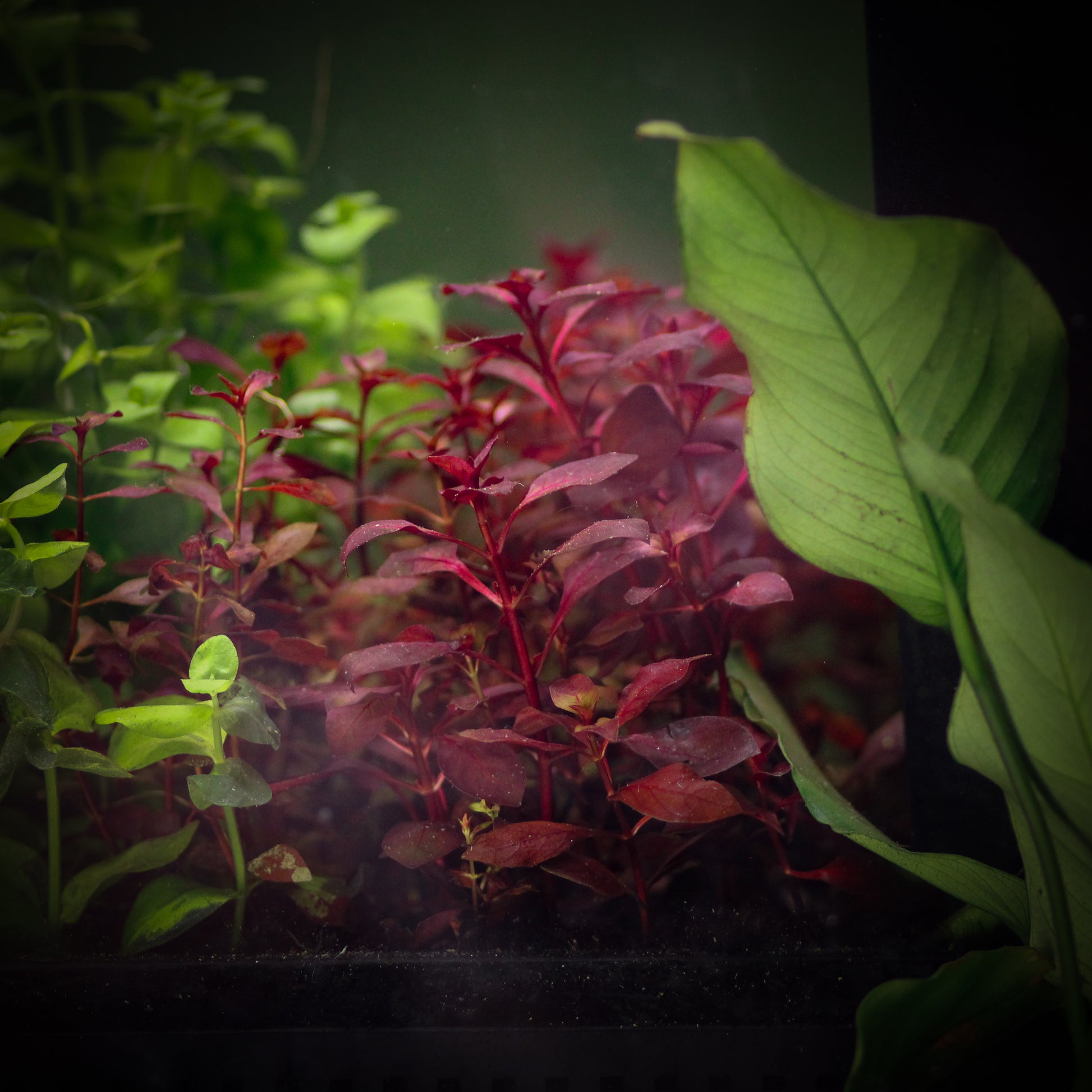 Super Red Ludwigia (Ludwigia Palustris 'Super Red')