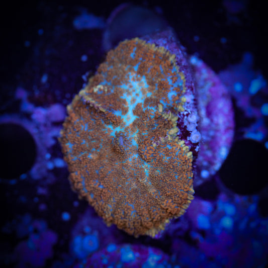Superman Rhodactis Mushroom