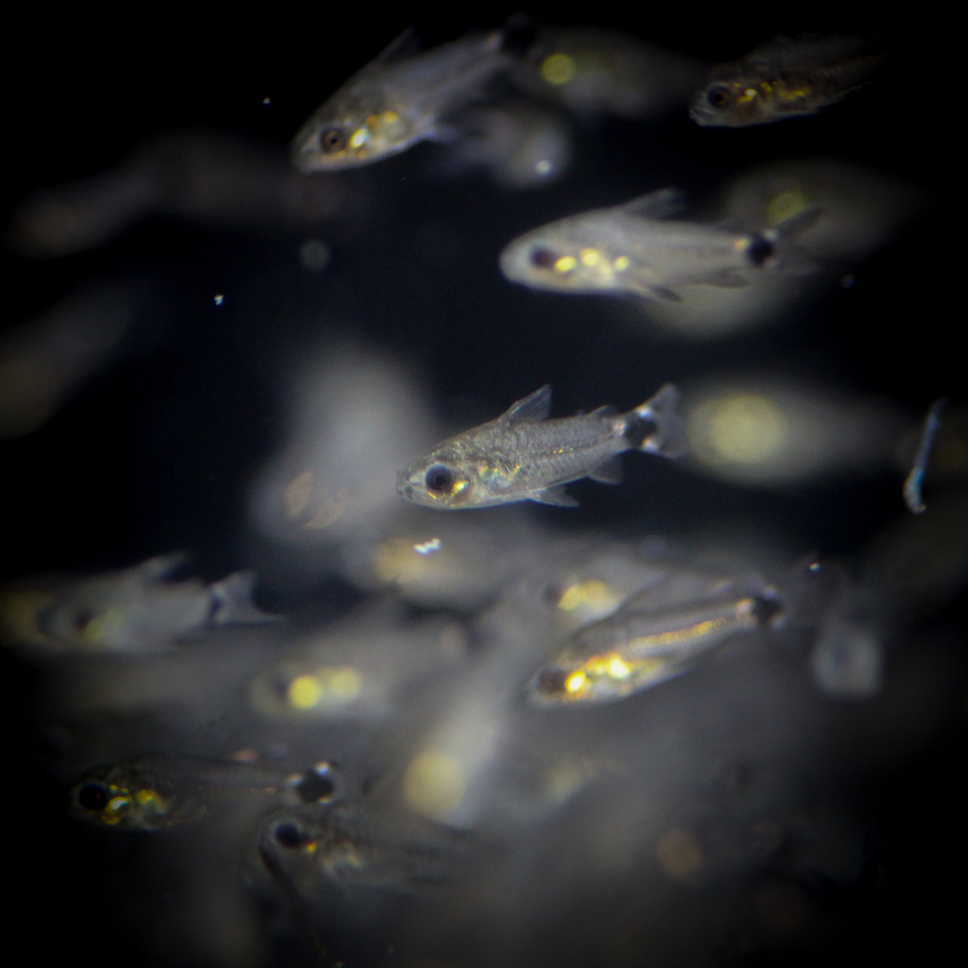 Tailspot Pygmy Corydoras (Corydoras Hastatus)