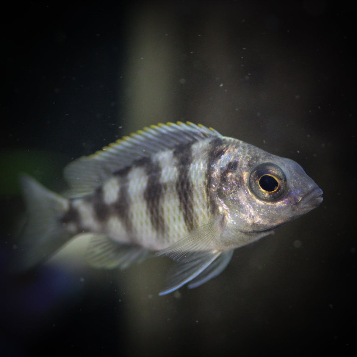 Taiwan Reef Peacock Cichlid (Protomelas Sp.)