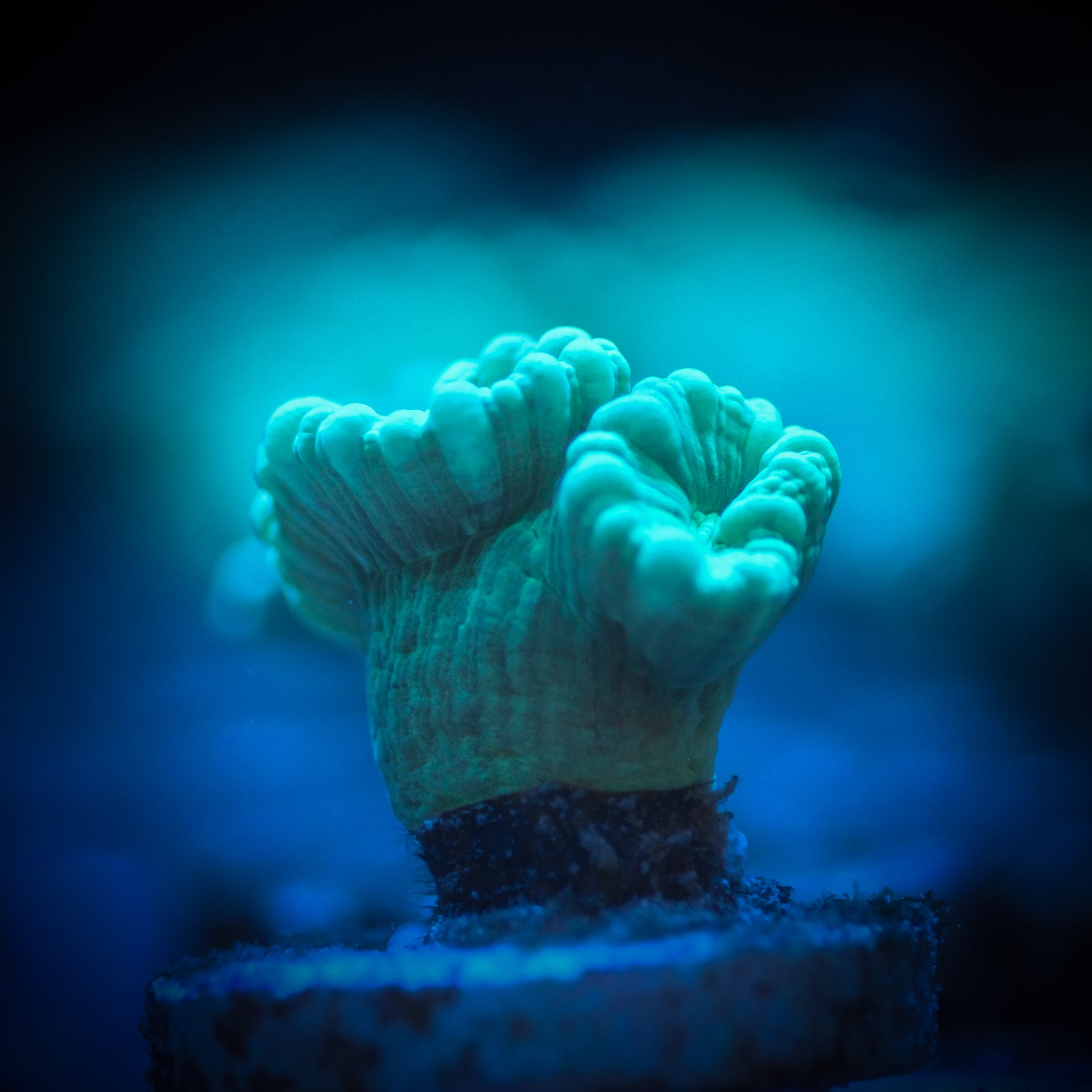 Teal Candy Cane