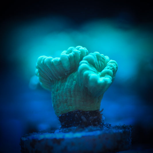 Teal Candy Cane
