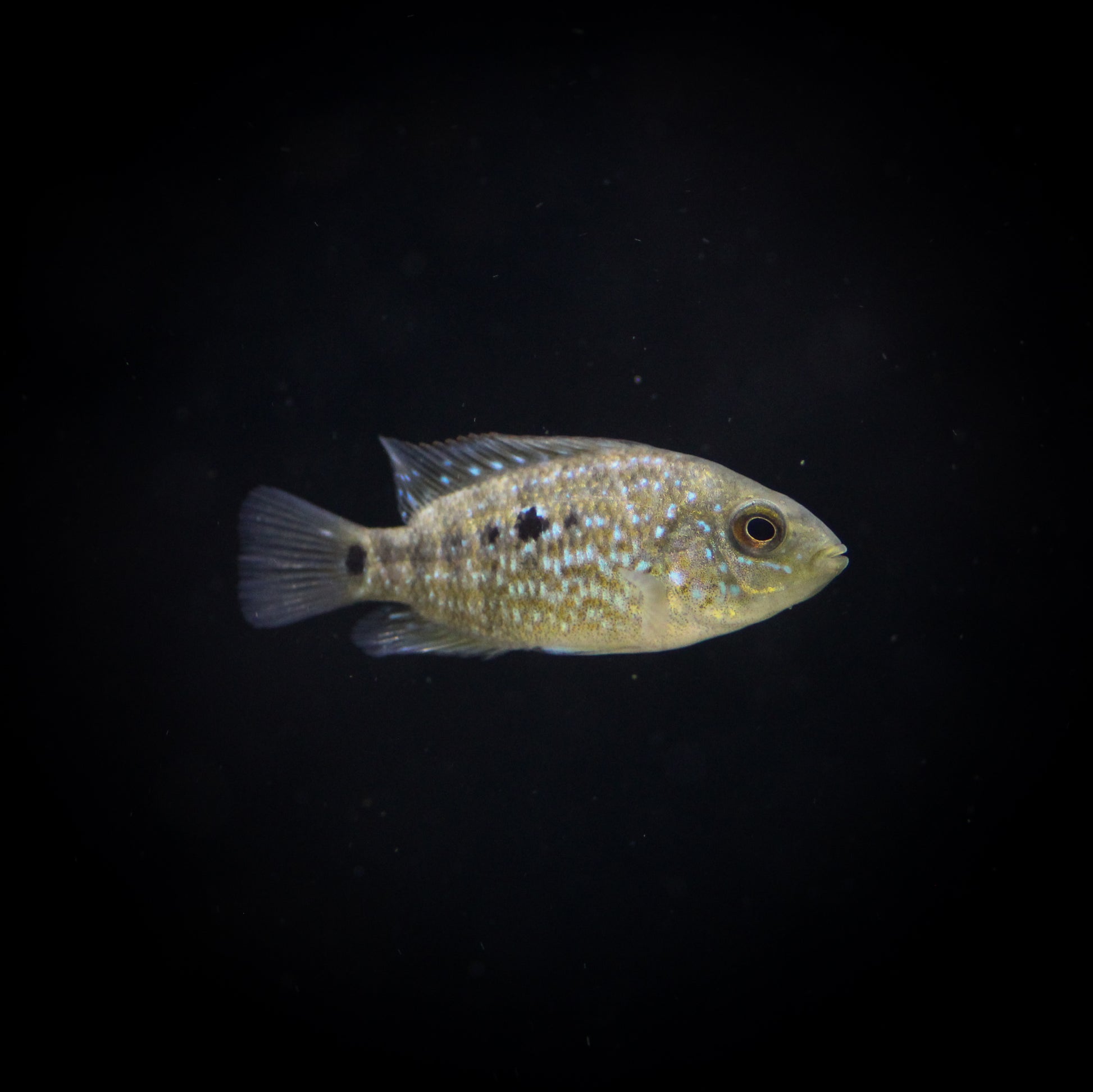 Texas Cichlid