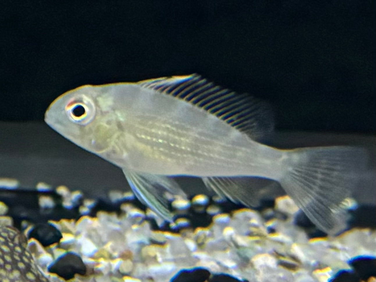 Threadfin Acara (Acarichthys Heckelii)