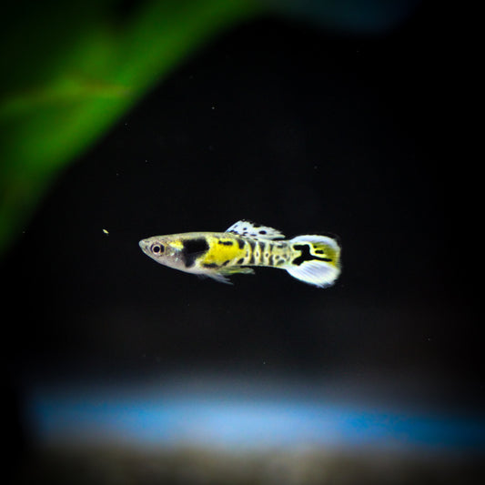 Tiger Spadetail Endler's Livebearer