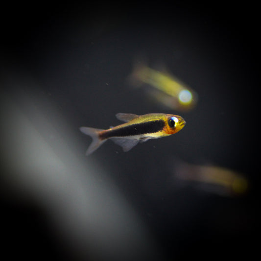 Tucano Tetra (Tucanoichthys Tucano)