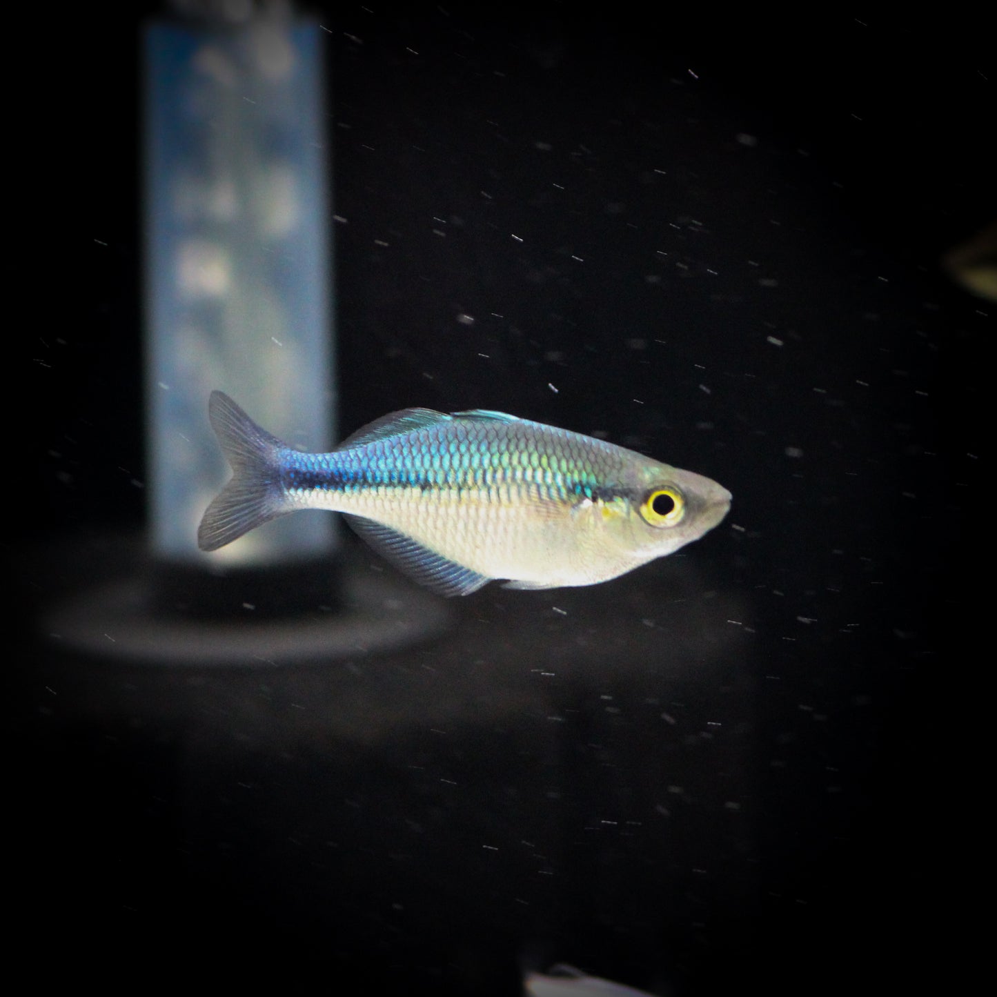 Turquoise Rainbow