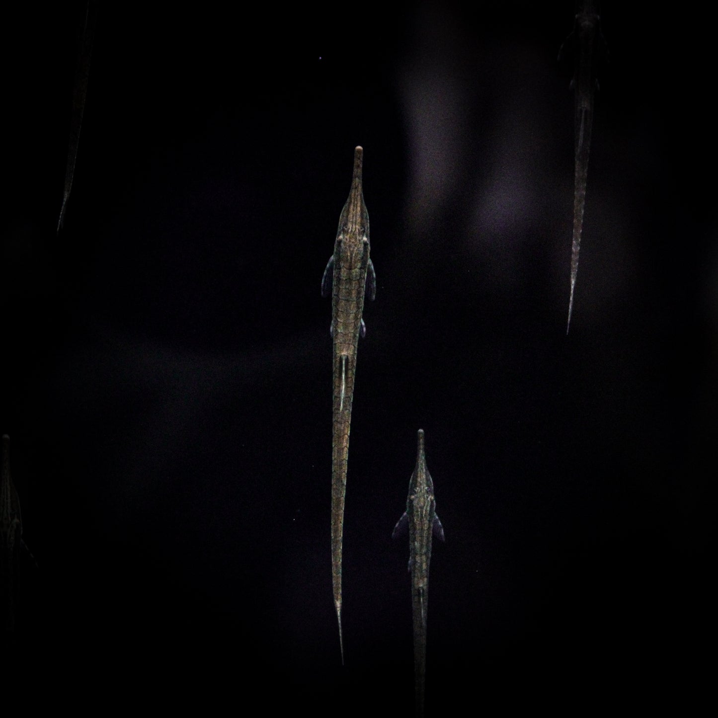 Twig Whiptail Catfish (Farlowella Acus)