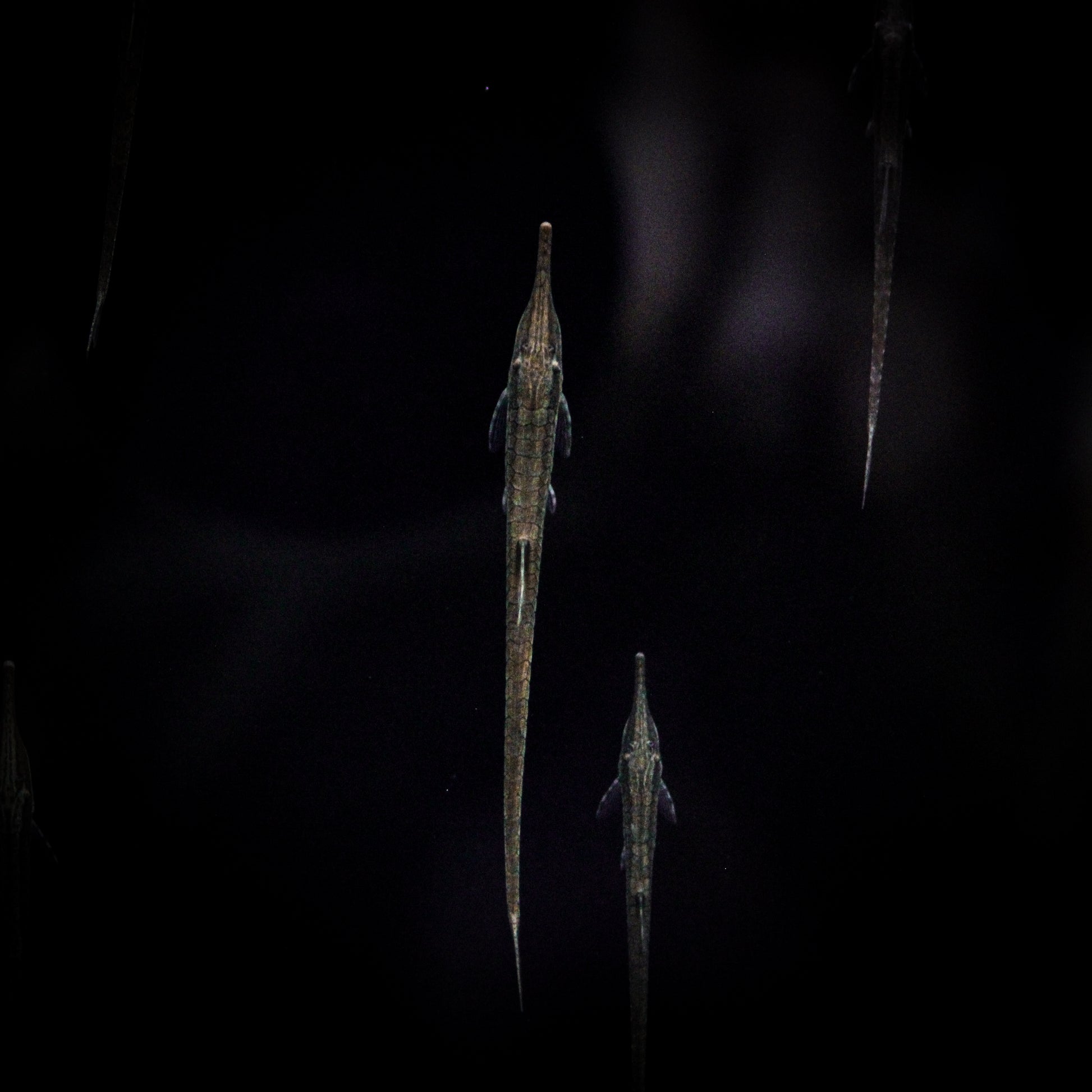 Twig Whiptail Catfish (Farlowella Acus)