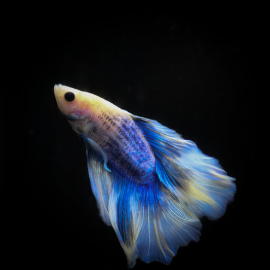 Twintail Halfmoon BettaM