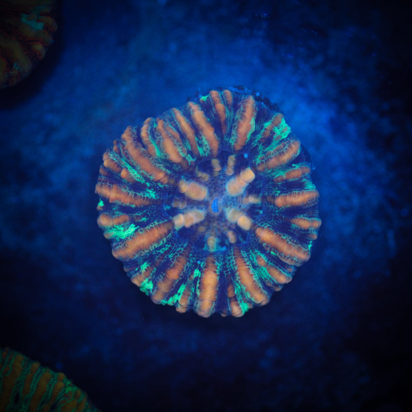 Ultra Mini Scolymia2