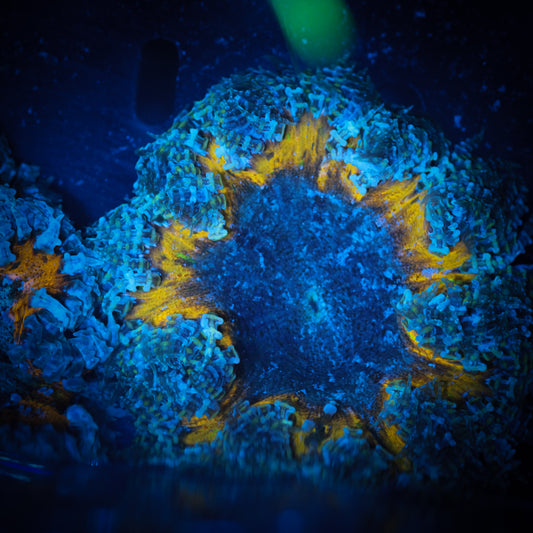 Ultra Rock Flower Anemone