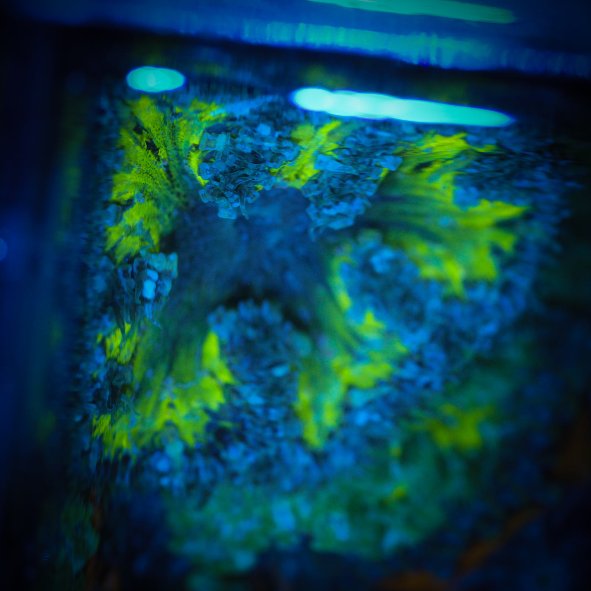 Ultra Rock Flower Anemone