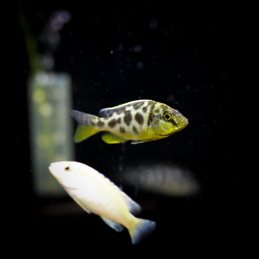 Venustus Cichlid