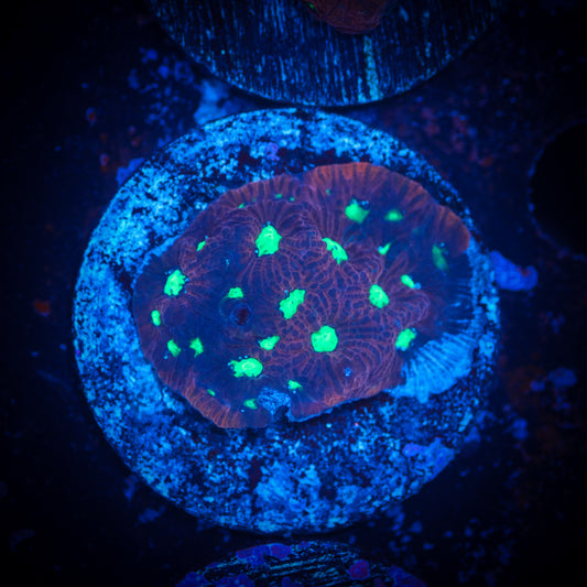 War Coral Favites