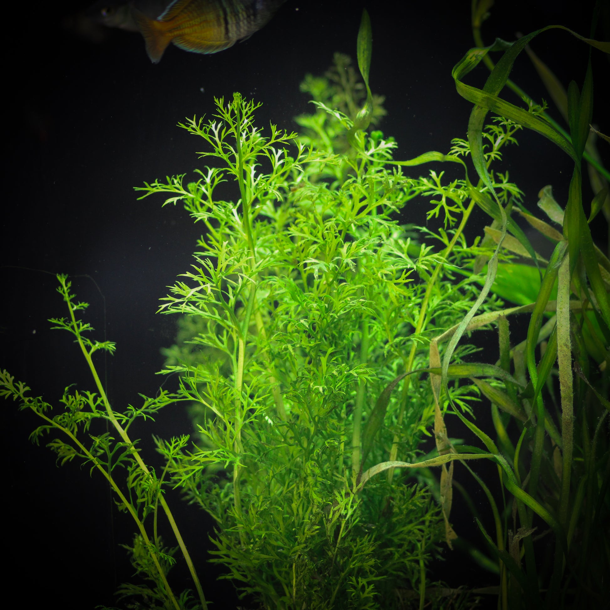 Water Sprite (Ceratopteris Thalictroides)