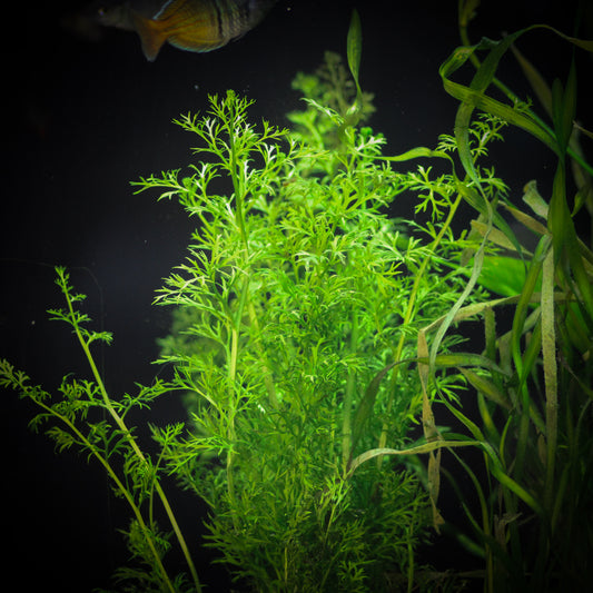 Water Sprite (Ceratopteris Thalictroides)