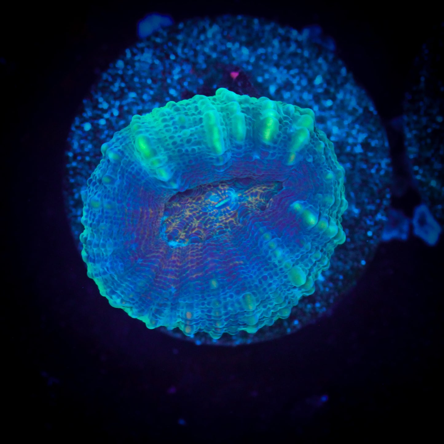 Watermelon Lobo Brain