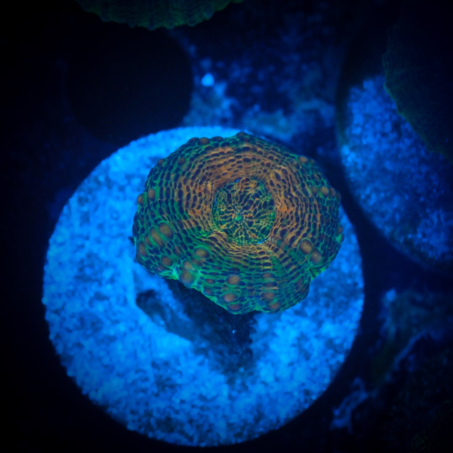 Watermelon Lobo Brain