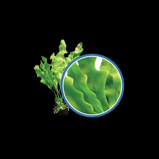 Weco Wonder Plant Amazon Ruffled Sword
