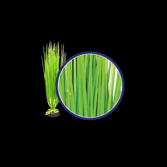 Weco Wonder Plant Asian Hairgrass