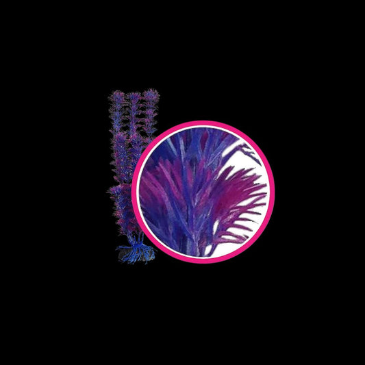 Weco Wonder Plant Fuschia Fern
