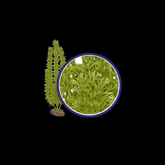 Weco Wonder Plant Green Foxtail