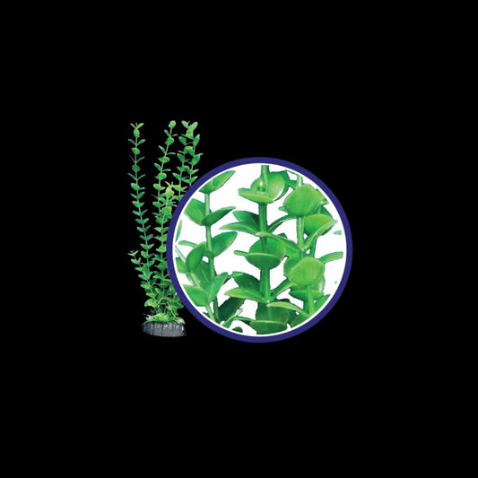 Weco Wonder Plant Lime Bacopa