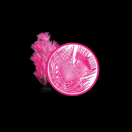 Weco Wonder Plant Pink Princess Feather