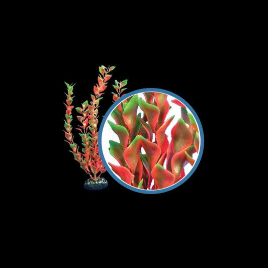 Weco Wonder Plant Red Ludwigia