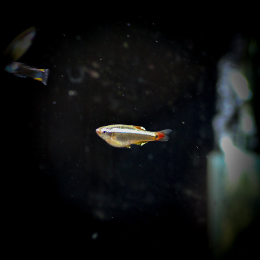 White Cloud Danio