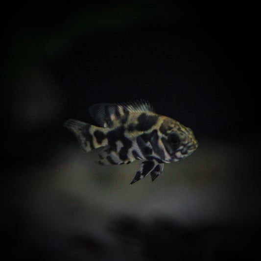 Wild Oscar (Astronotus  Ocellatus)