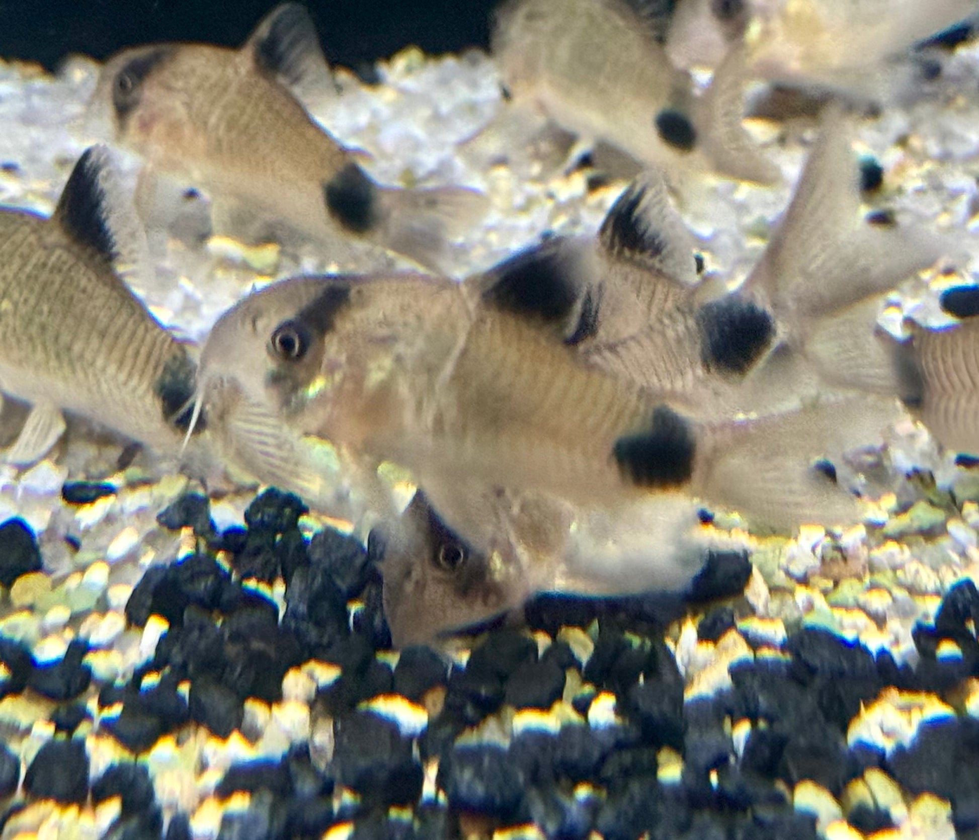 Wild Panda Corydoras (Corydoras Panda)