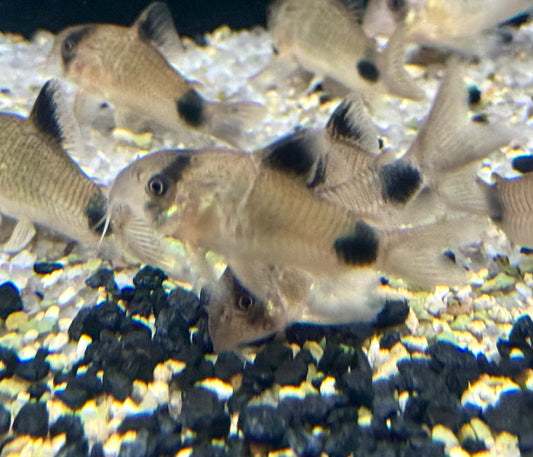 Wild Panda Corydoras (Corydoras Panda)
