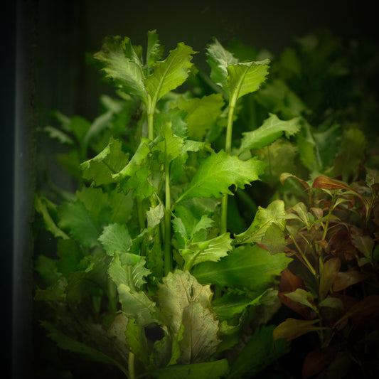 Wisteria (Hygrophila Difformis)