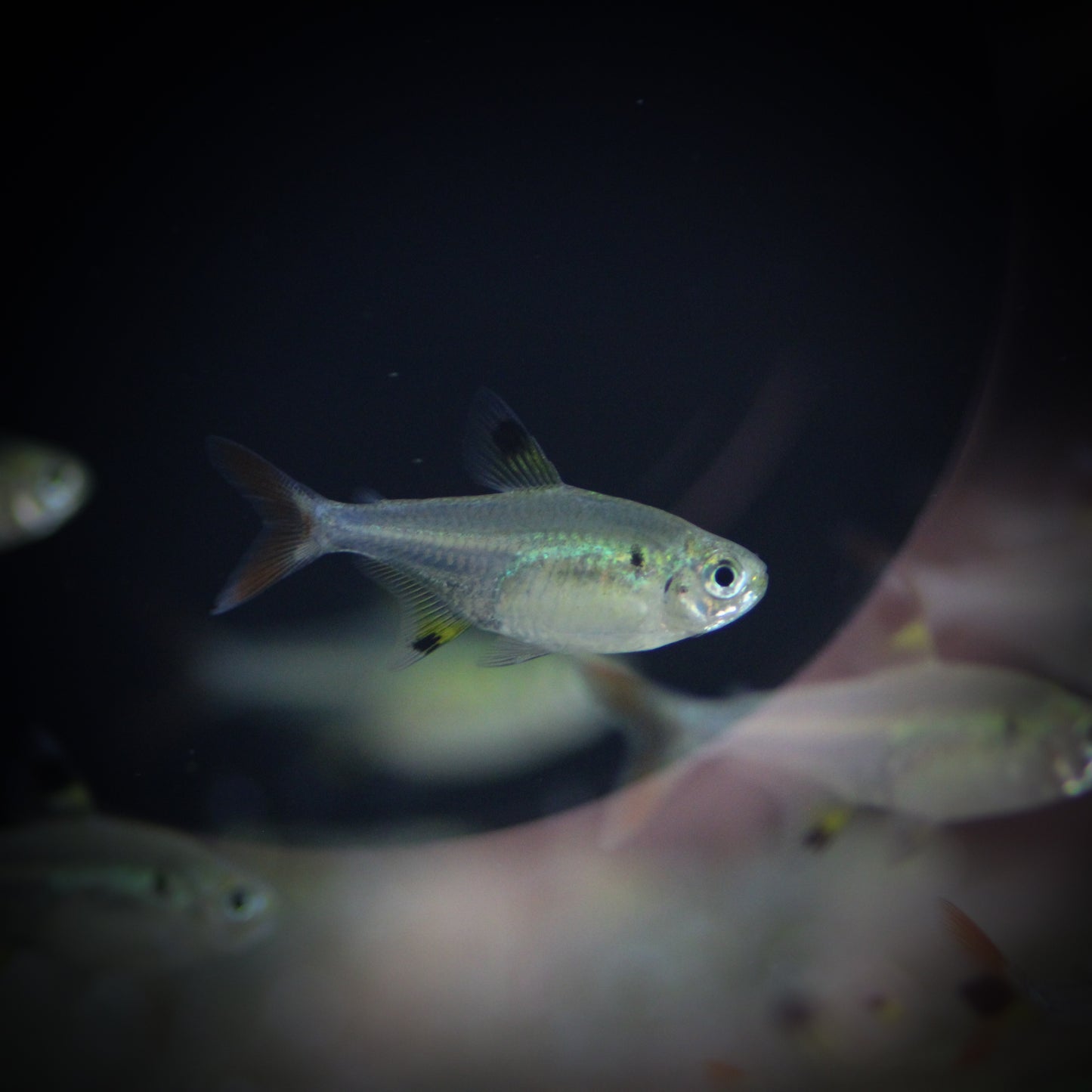 X-Ray Tetra (Pristella Maxillaris)