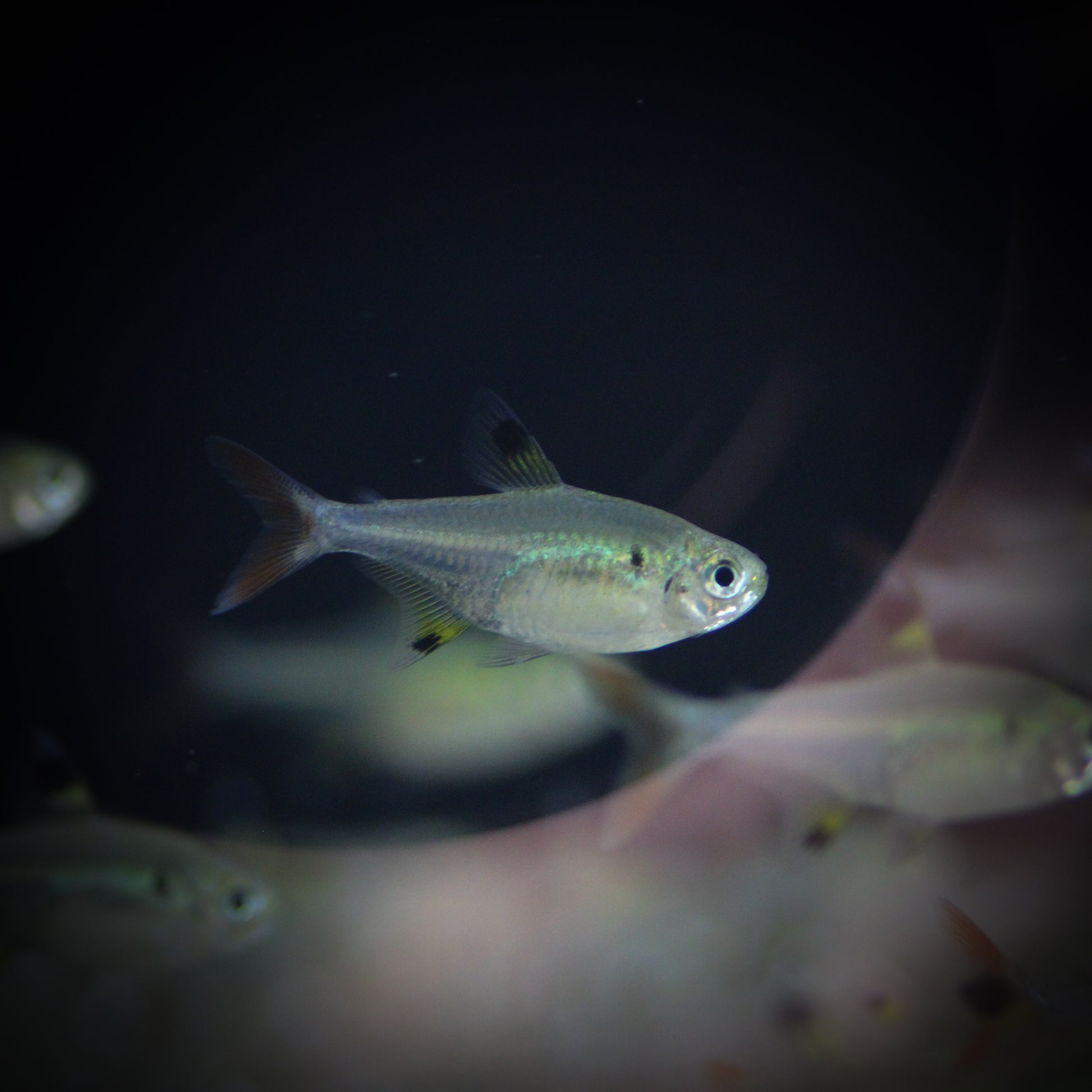 X-Ray Tetra (Pristella Maxillaris)