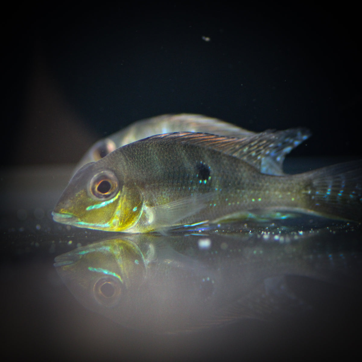 Xingu Blue Streak Eartheater (Geophagus argyrostictus)