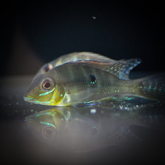 Xingu Blue Streak Eartheater (Geophagus argyrostictus)