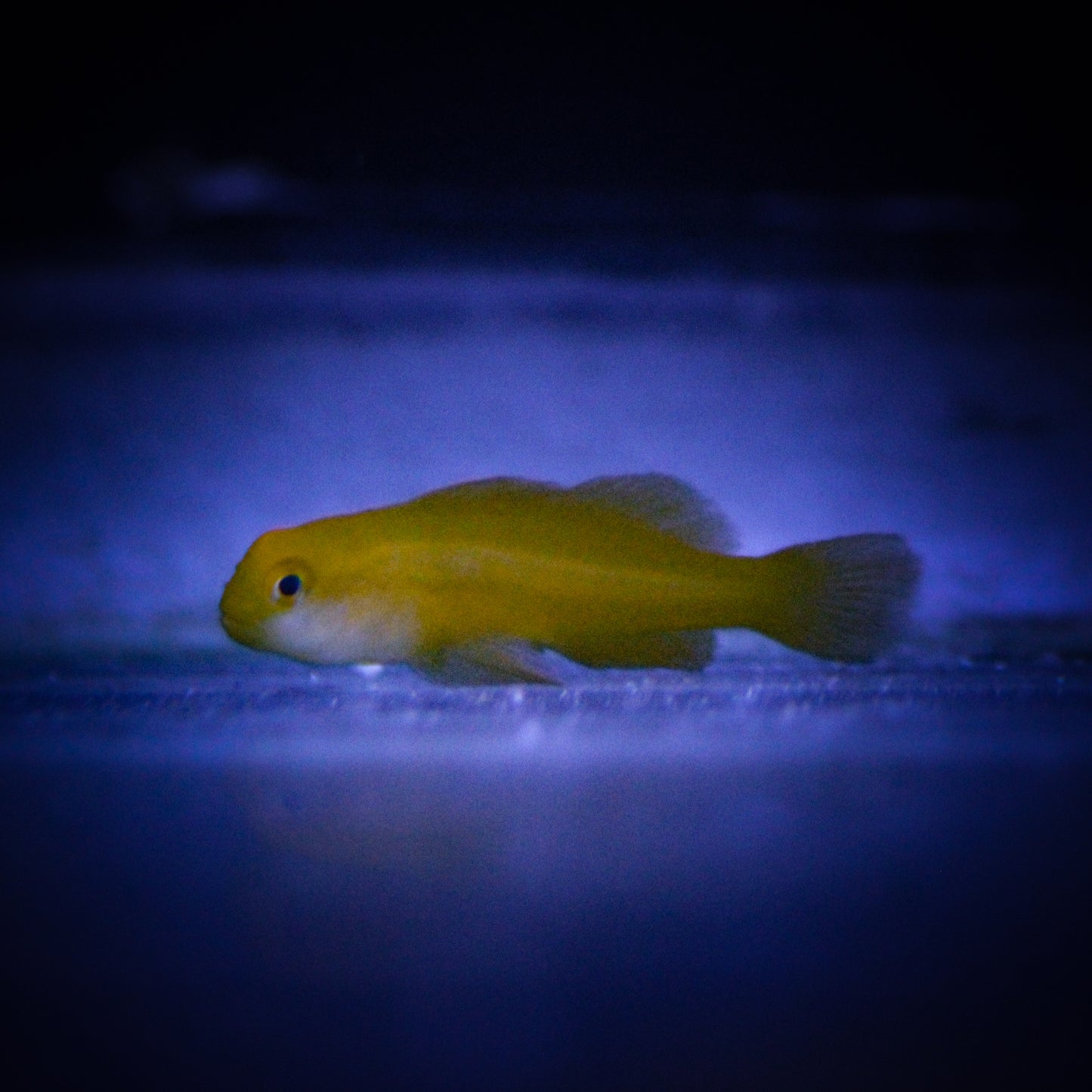 Yellow Clown Goby