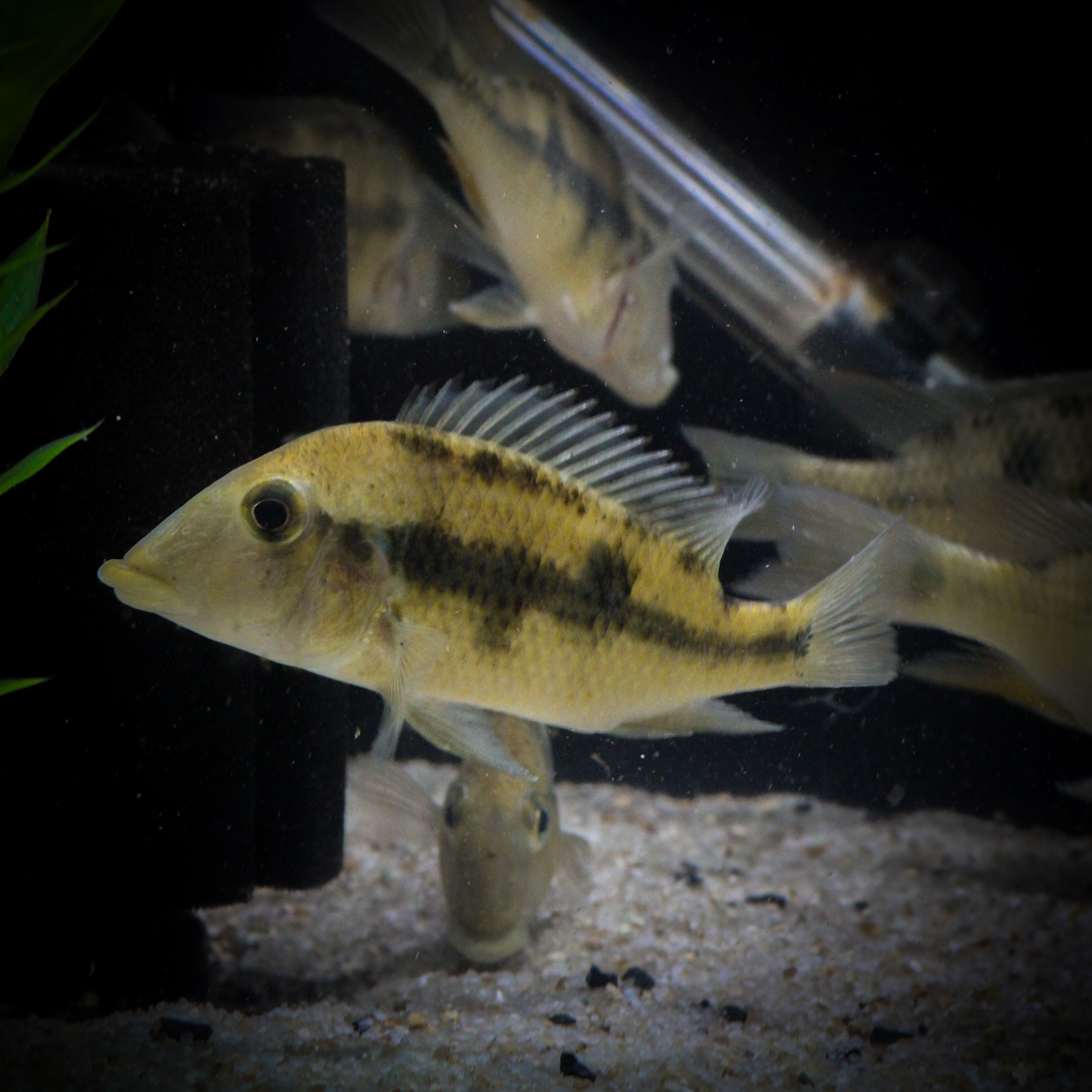 Cichlids at ShopHAW.com