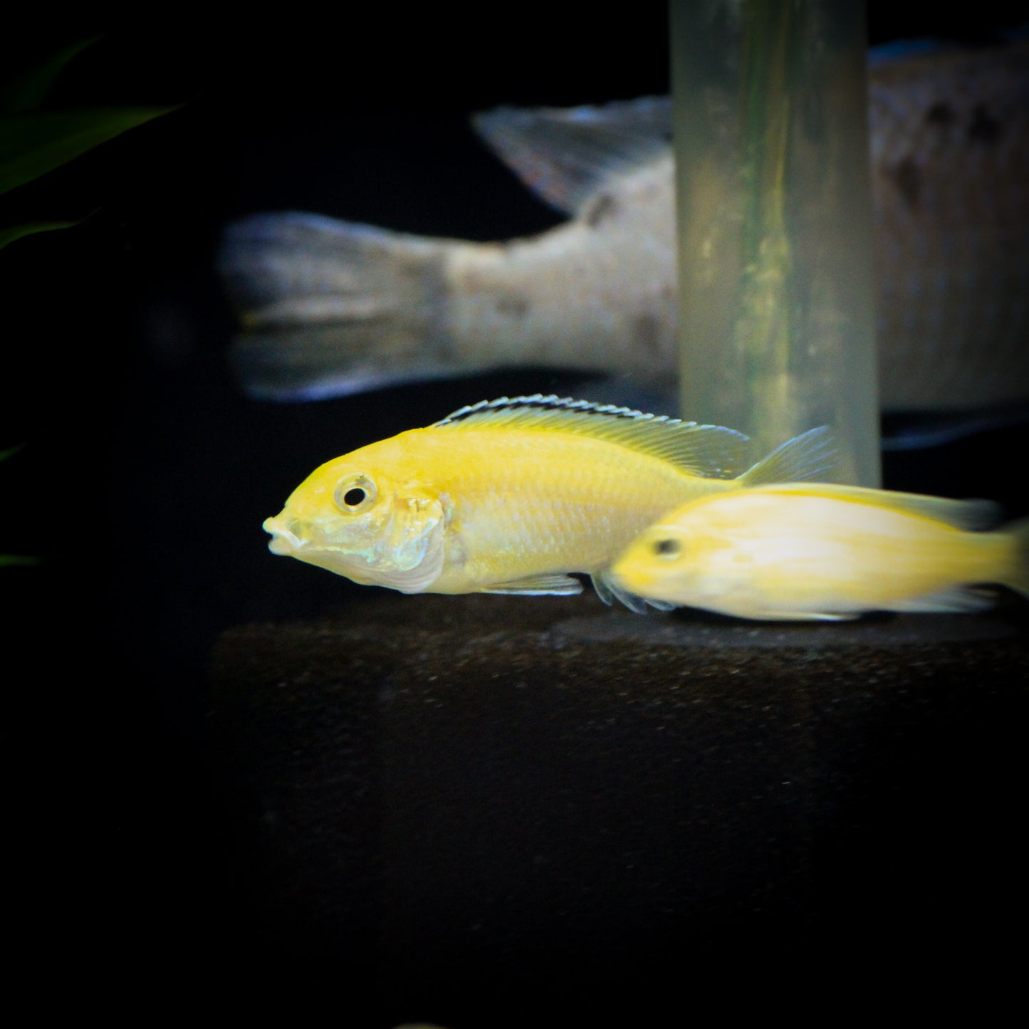 Yellow Lab Cichlid (Labidochromis caeruleus)