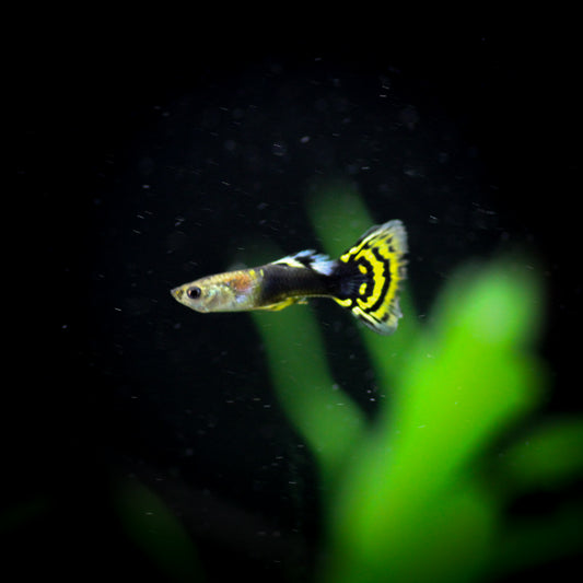 Yellow and Black Leopard Guppy