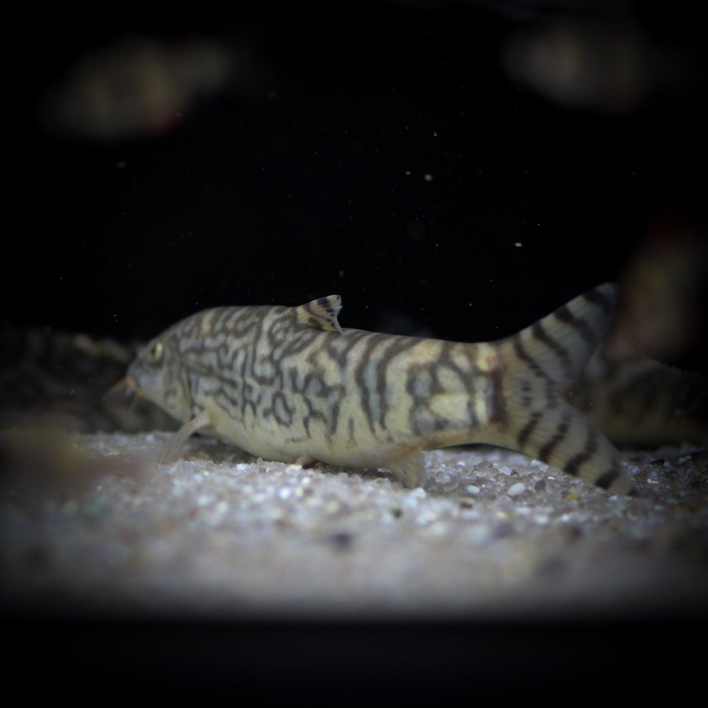 Yoyo Loach (Botia Almorhae)
