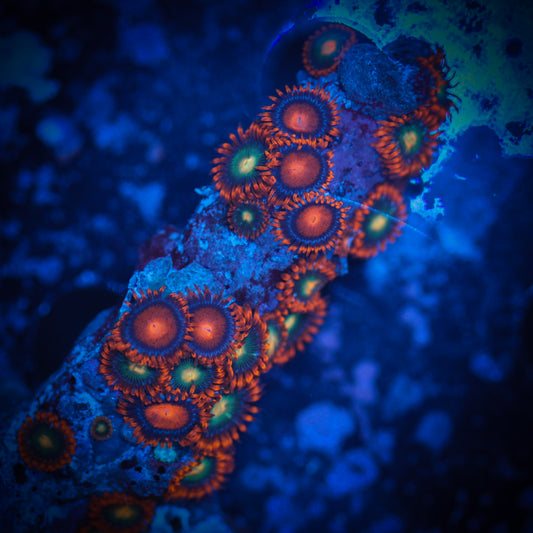 Zoa Mini Colony